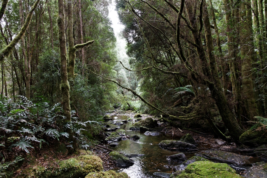 20 - Cradle Montain NP (22).jpg